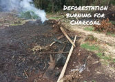 Jungle trees cleared to make charcoal